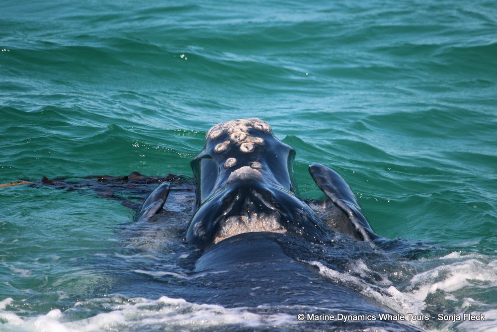 Southern right whale, whale watching, gansbaai, south africa,
