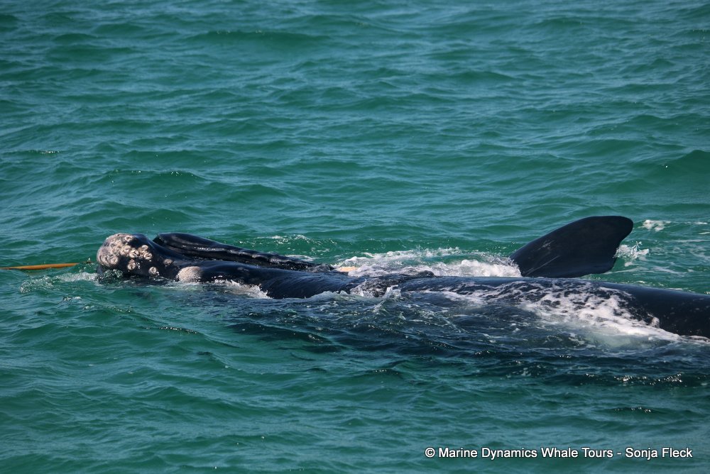 Southern right whale, whale watching, gansbaai, south africa,