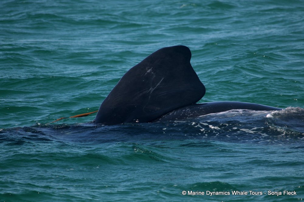 Southern right whale, whale watching, gansbaai, south africa,