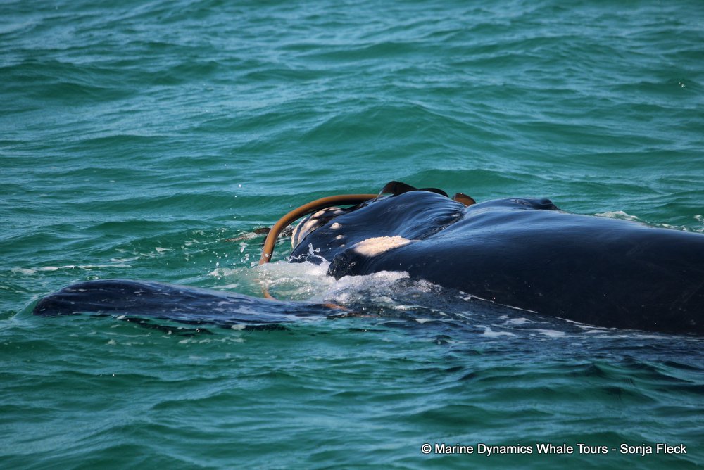 Southern right whale, whale watching, gansbaai, south africa,