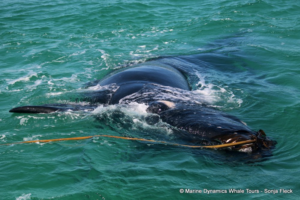 Southern right whale, whale watching, gansbaai, south africa,