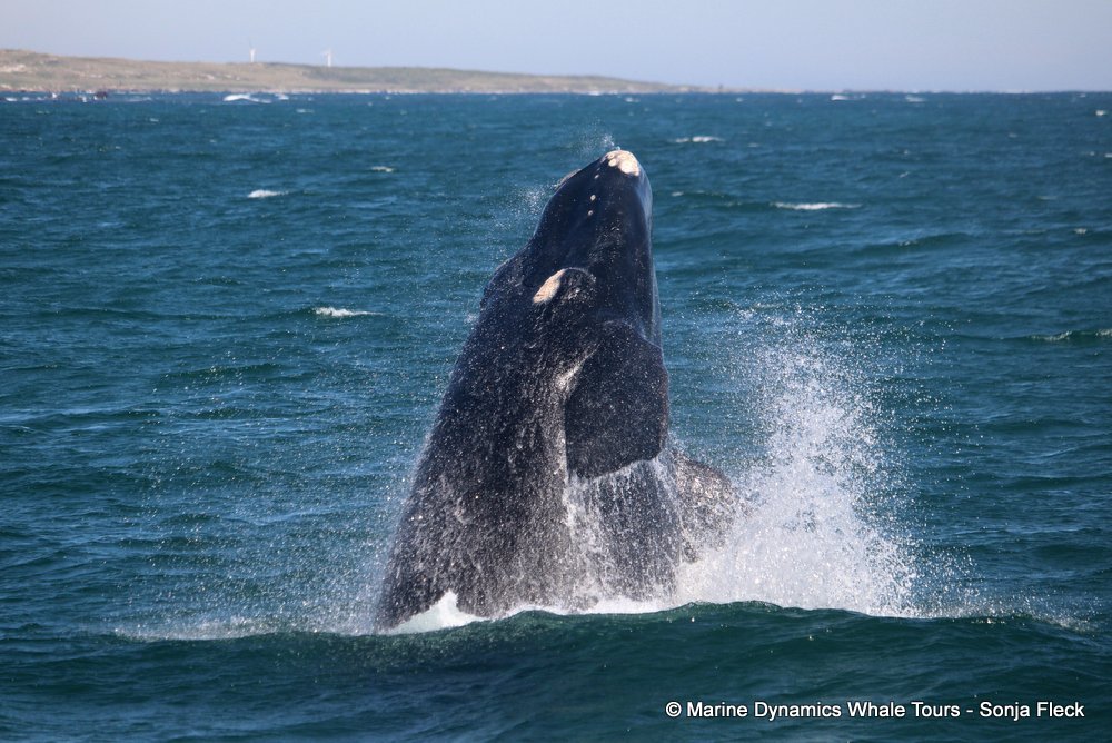Southern right whale, whale watching, gansbaai, south africa,