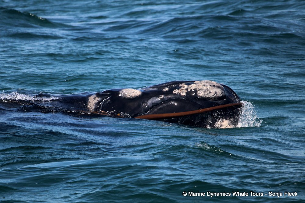Southern right whale, whale watching, gansbaai, south africa,