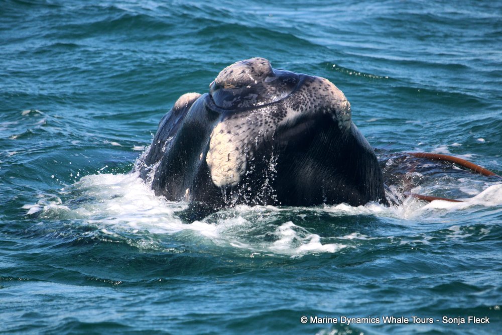 Southern right whale, whale watching, gansbaai, south africa,