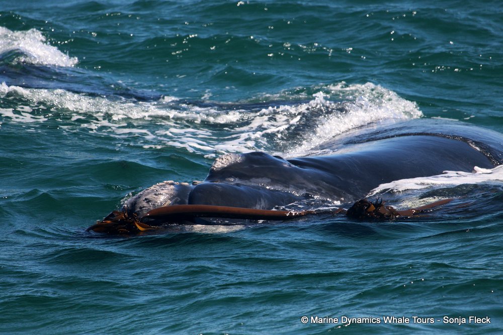 Southern right whale, whale watching, gansbaai, south africa,