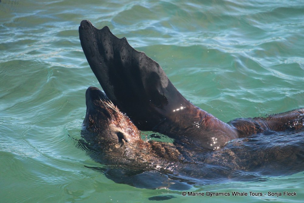 cape fur seal, whale watching, gansbaai, south africa