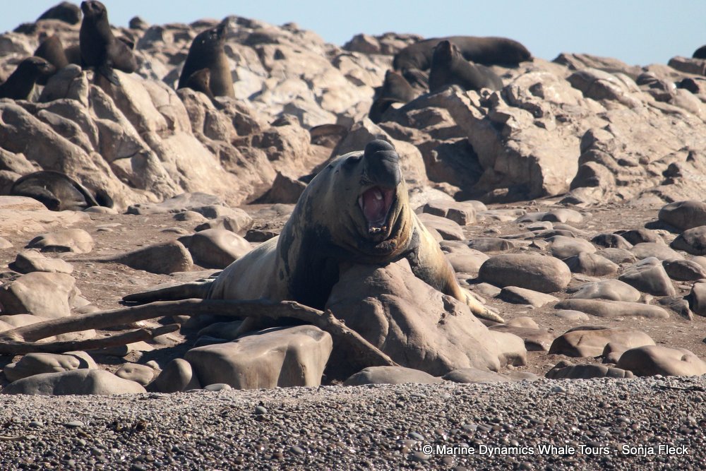 elephant seal, whale watching, gansbaai, south africa