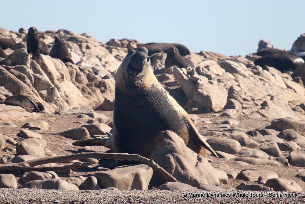 elephant seal, whale watching, gansbaai, south africa