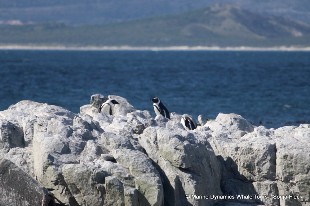 african penguin, whale watching, gansbaai, south africa