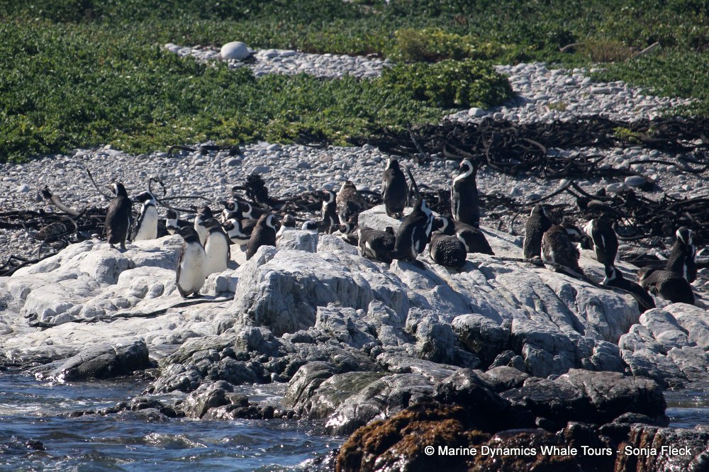 african penguin, whale watching, gansbaai, south africa