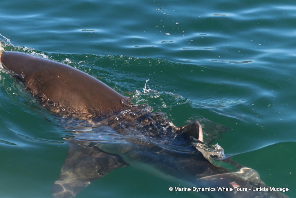 bronze whaler shark, whale watching, gansbaai, south africa,