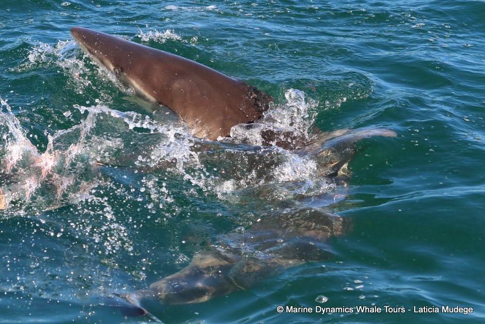 bronze whaler shark, whale watching, gansbaai, south africa,