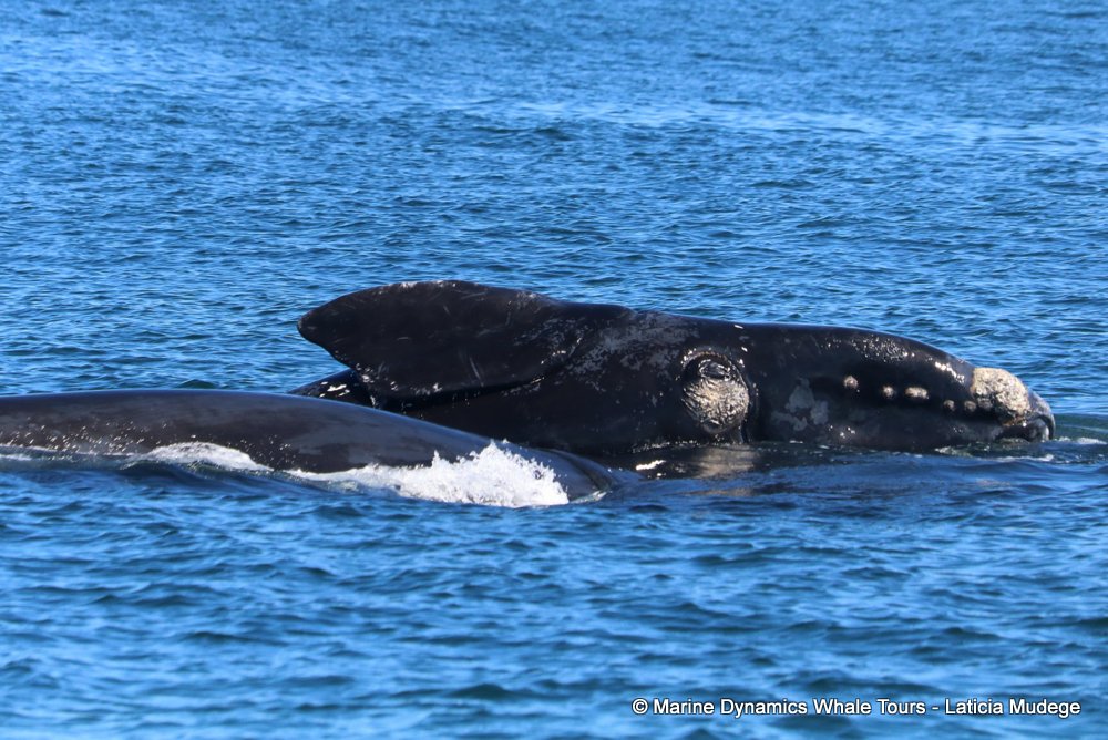 Southern right whale, whale watching, gansbaai, south africa,