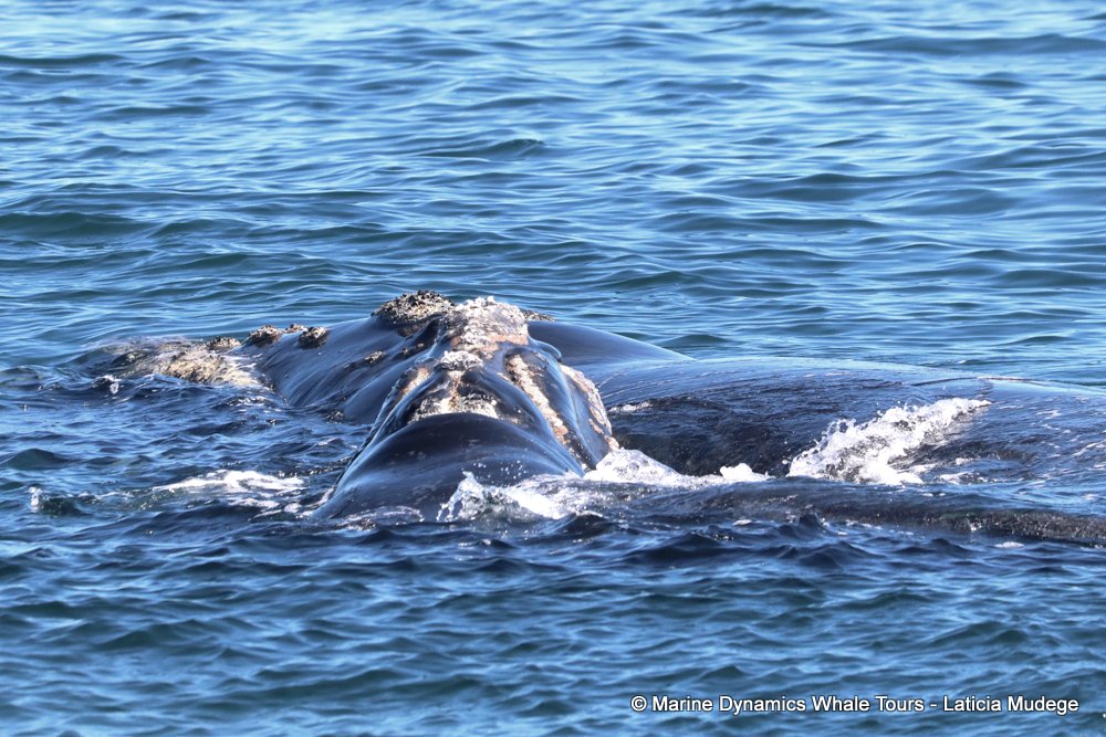 Southern right whale, whale watching, gansbaai, south africa,