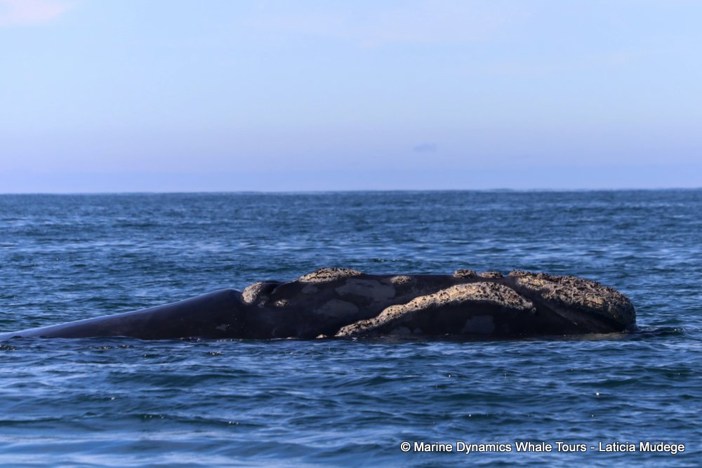 Southern right whale, whale watching, gansbaai, south africa,