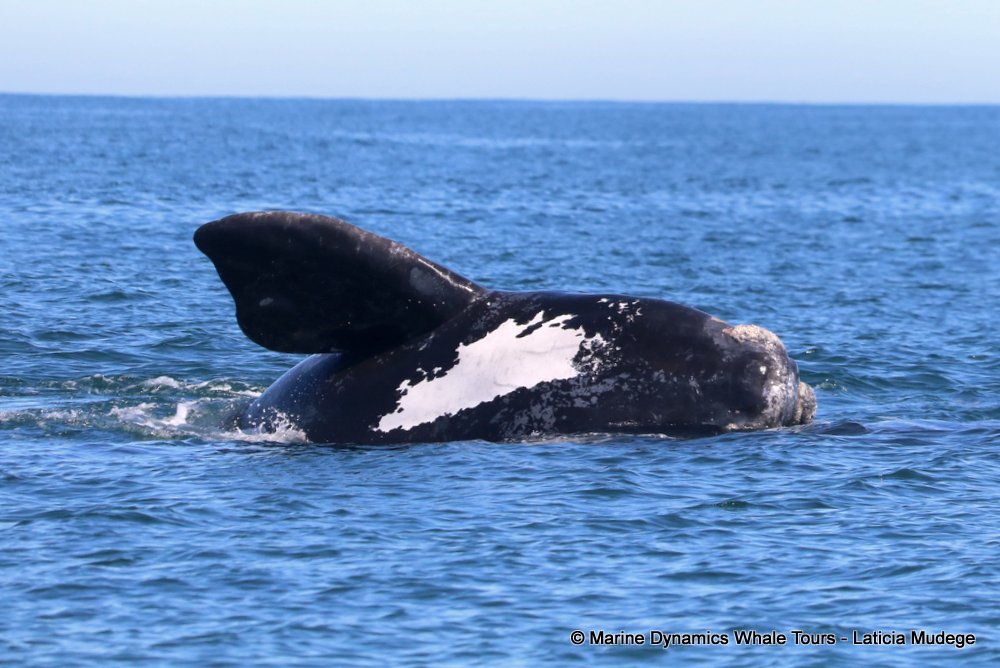 Southern right whale, whale watching, gansbaai, south africa,