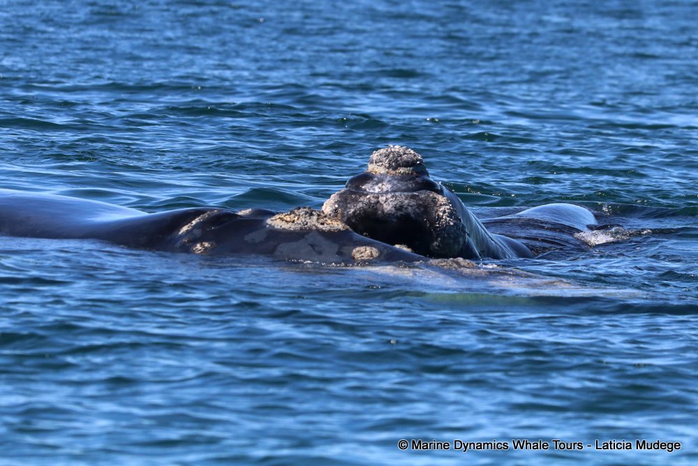 Southern right whale, whale watching, gansbaai, south africa,