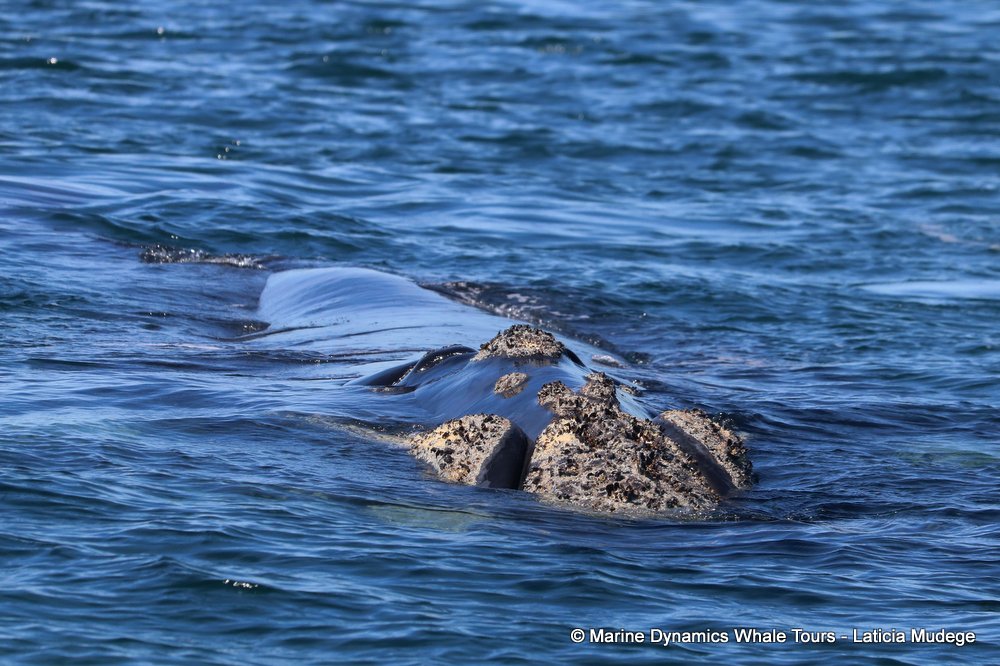 Southern right whale, whale watching, gansbaai, south africa,
