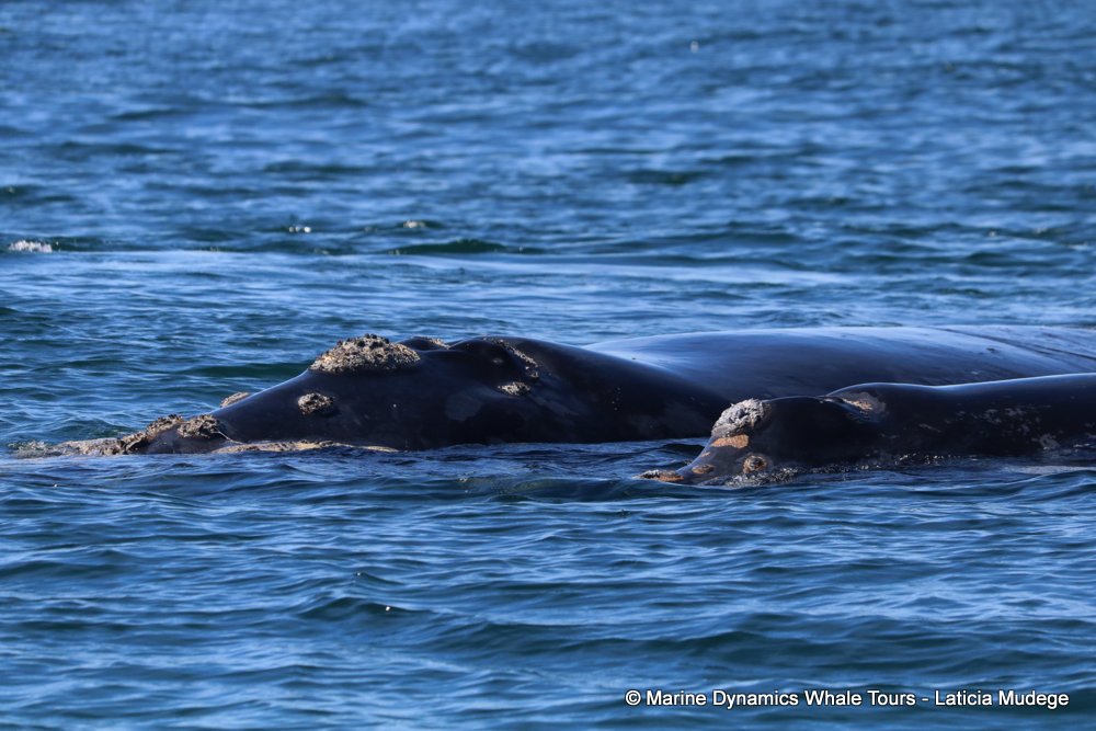 Southern right whale, whale watching, gansbaai, south africa,
