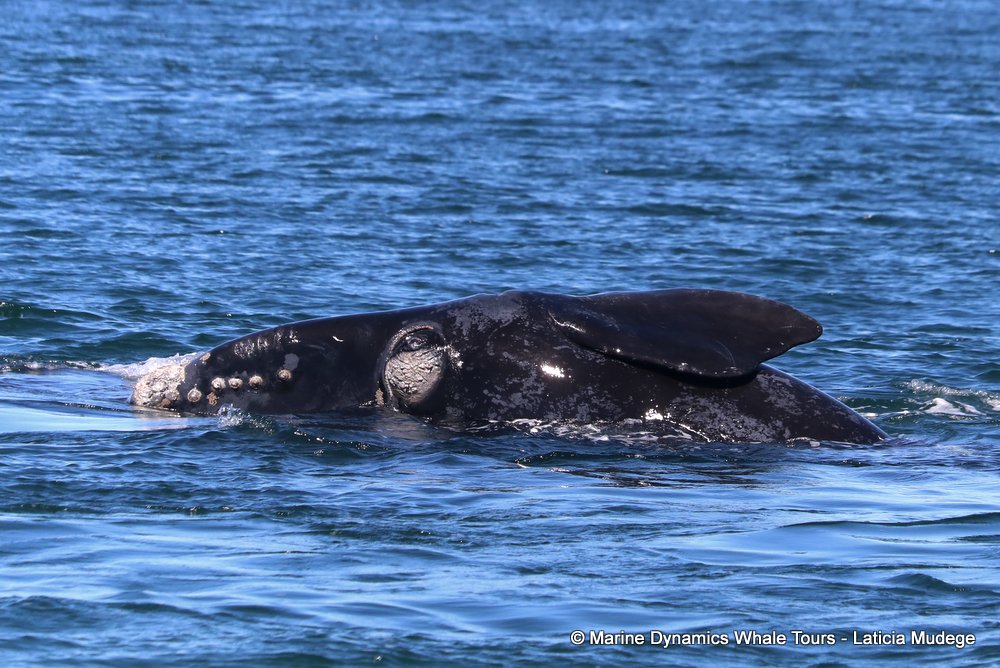Southern right whale, whale watching, gansbaai, south africa,