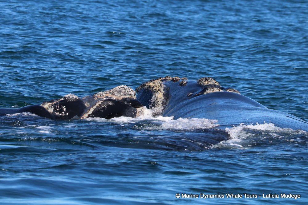 Southern right whale, whale watching, gansbaai, south africa,