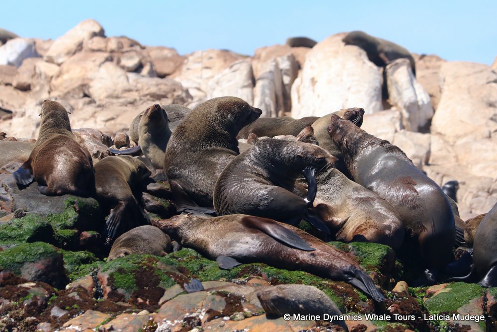 cape fur seal, whale watching, gansbaai, south africa