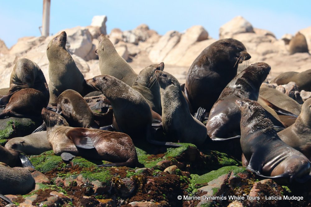 cape fur seal, whale watching, gansbaai, south africa
