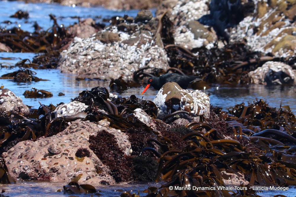 african oystercatcher, whale watching, gansbaai, south africa