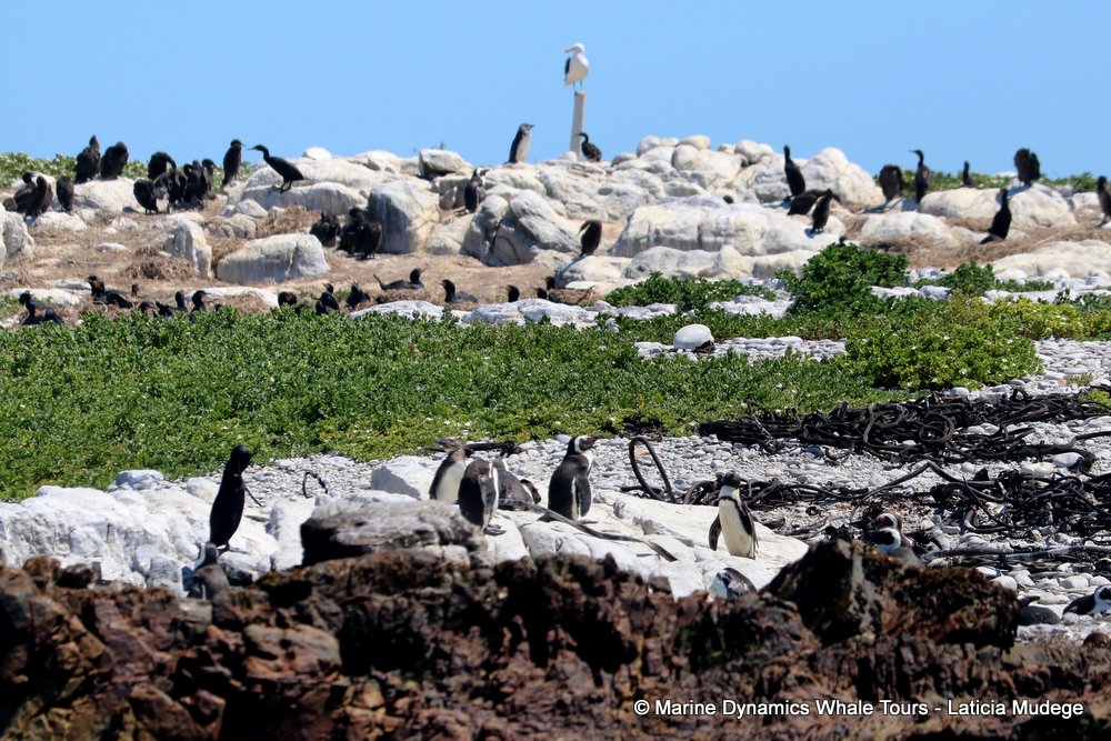 african penguin, whale watching, gansbaai, south africa