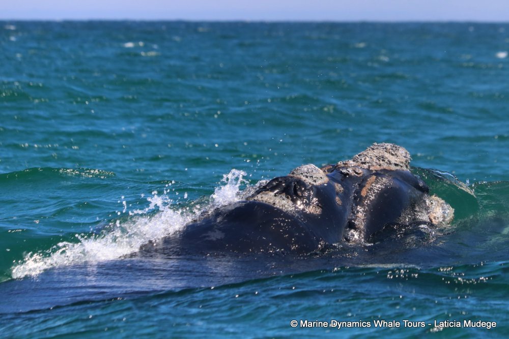 Southern right whale, whale watching, gansbaai, south africa,
