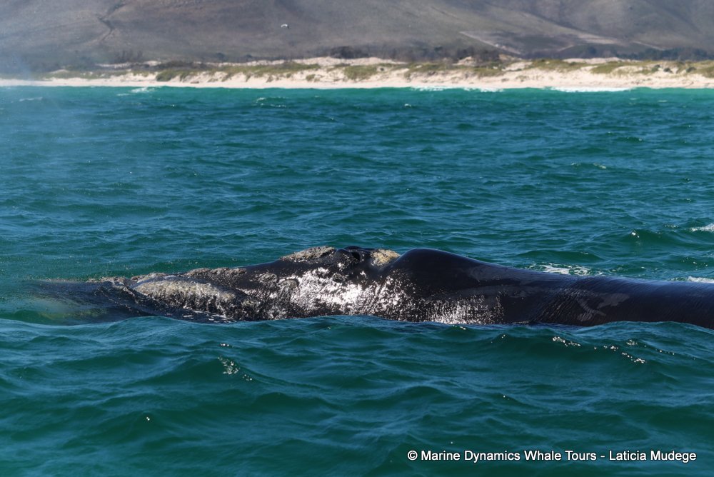 Southern right whale, whale watching, gansbaai, south africa,