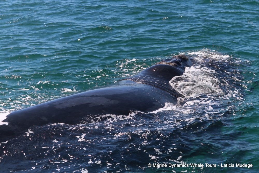Southern right whale, whale watching, gansbaai, south africa,