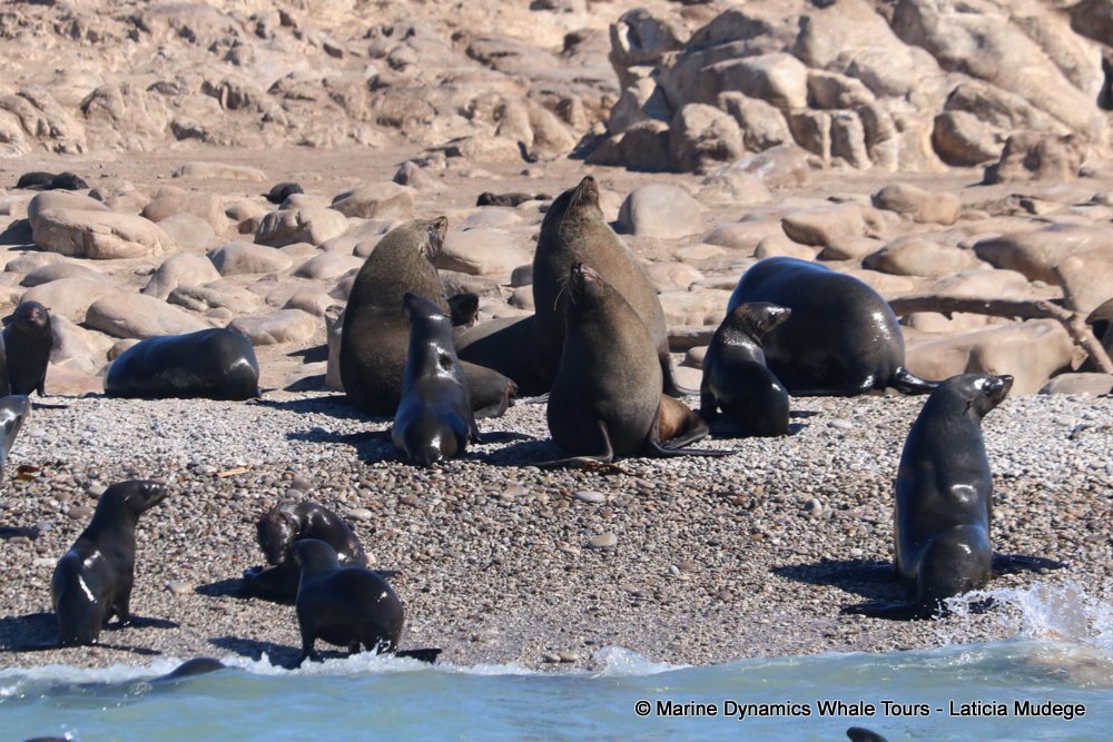 cape fur seal, whale watching, gansbaai, south africa