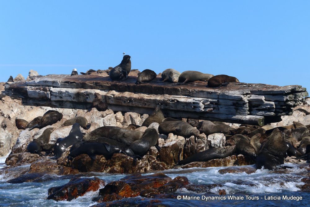 cape fur seal, whale watching, gansbaai, south africa