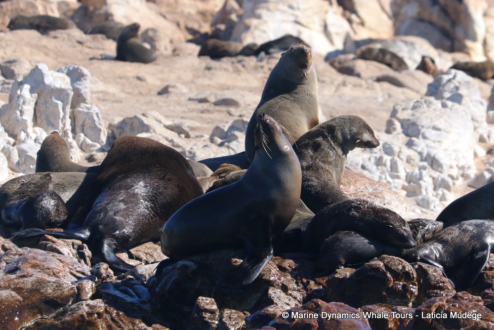 cape fur seal, whale watching, gansbaai, south africa