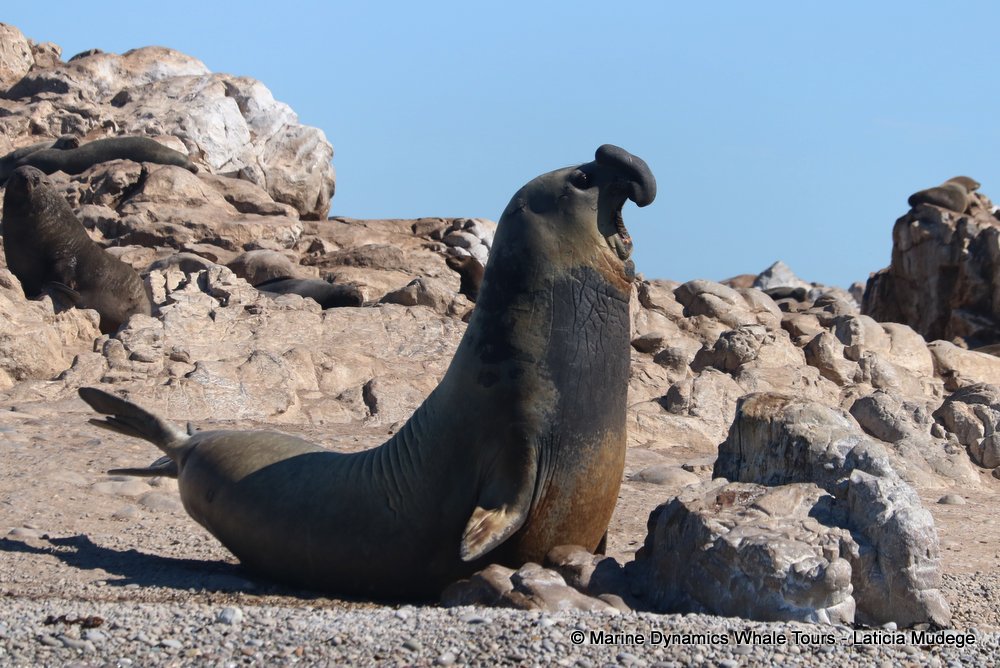 cape fur seal, whale watching, gansbaai, south africa