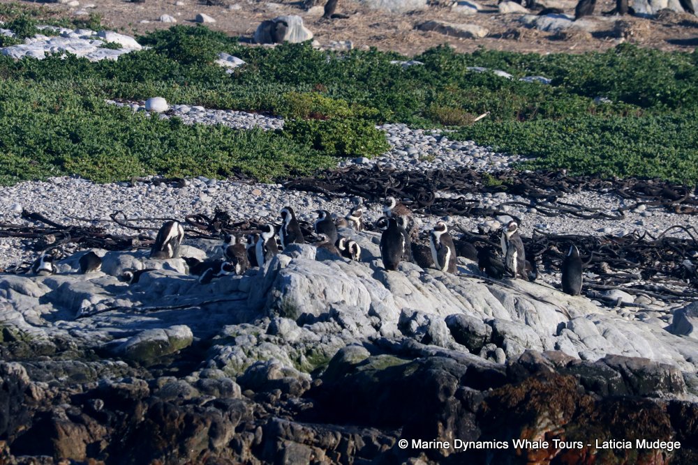african penguin, whale watching, gansbaai, south africa