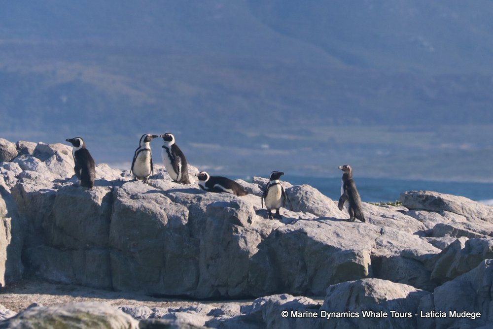 african penguin, whale watching, gansbaai, south africa