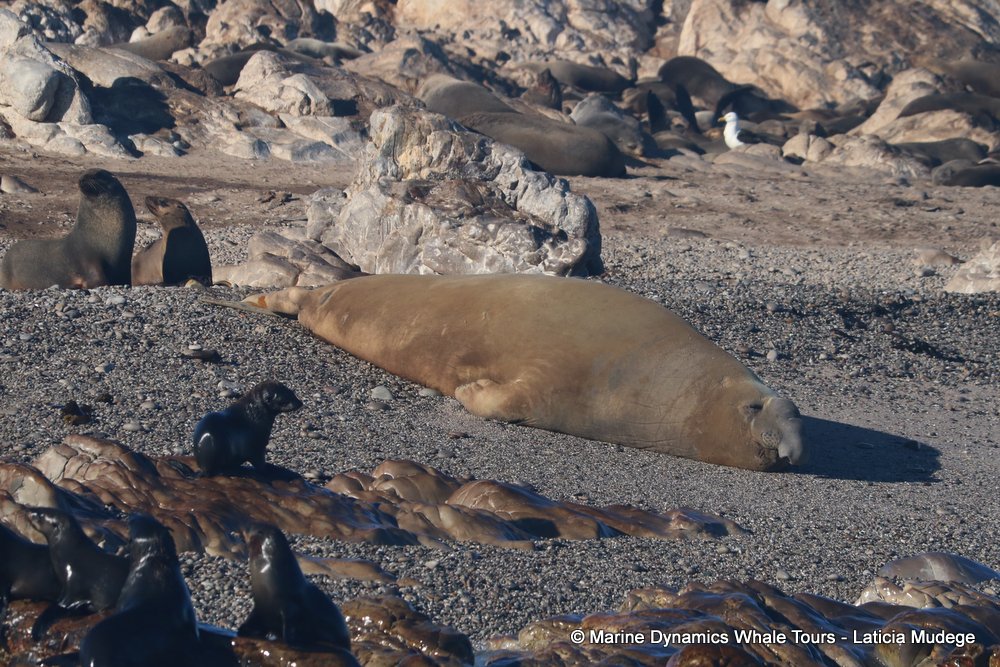 elephant seal, whale watching, gansbaai, south africa