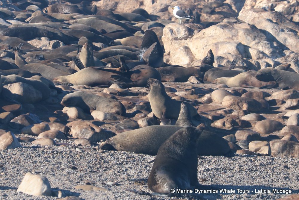 cape fur seal, whale watching, gansbaai, south africa