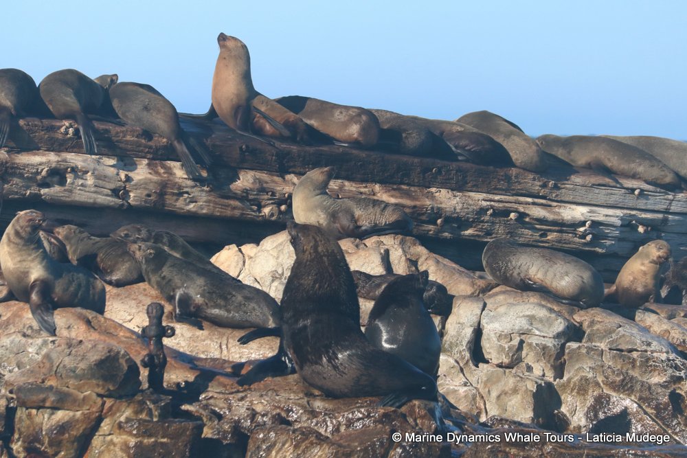 cape fur seal, whale watching, gansbaai, south africa