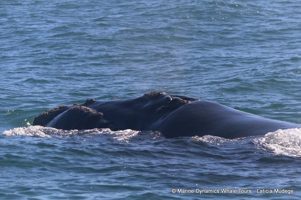 Southern right whale, whale watching, gansbaai, south africa,
