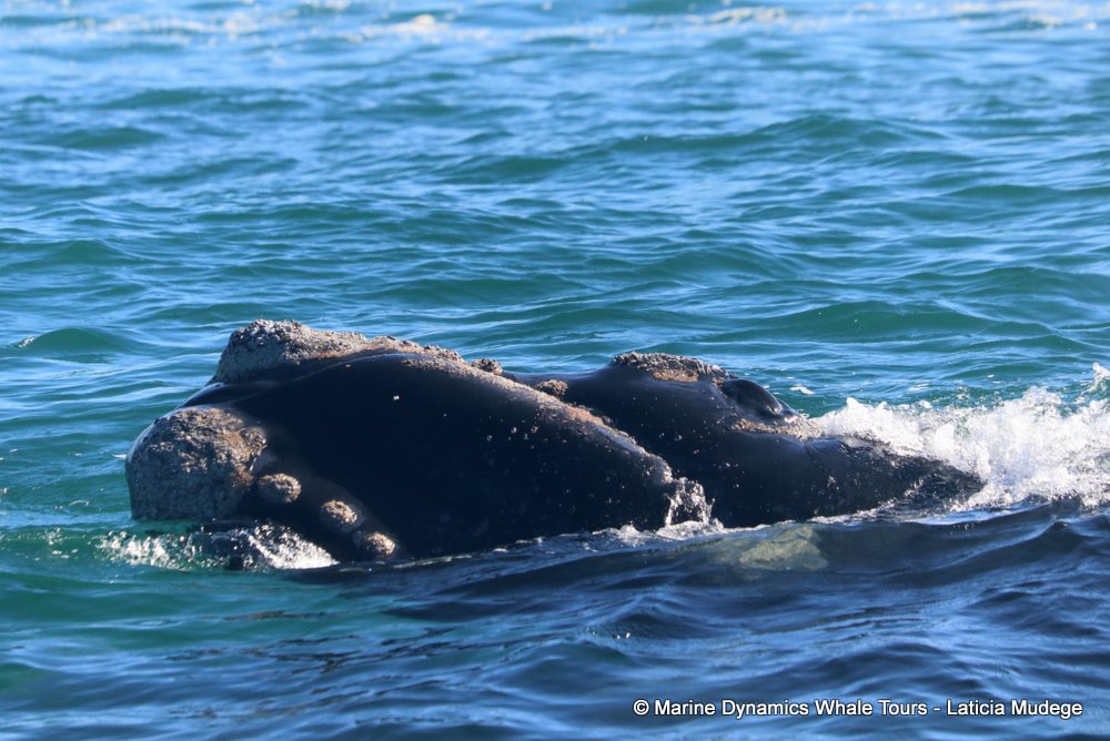 Southern right whale, whale watching, gansbaai, south africa,