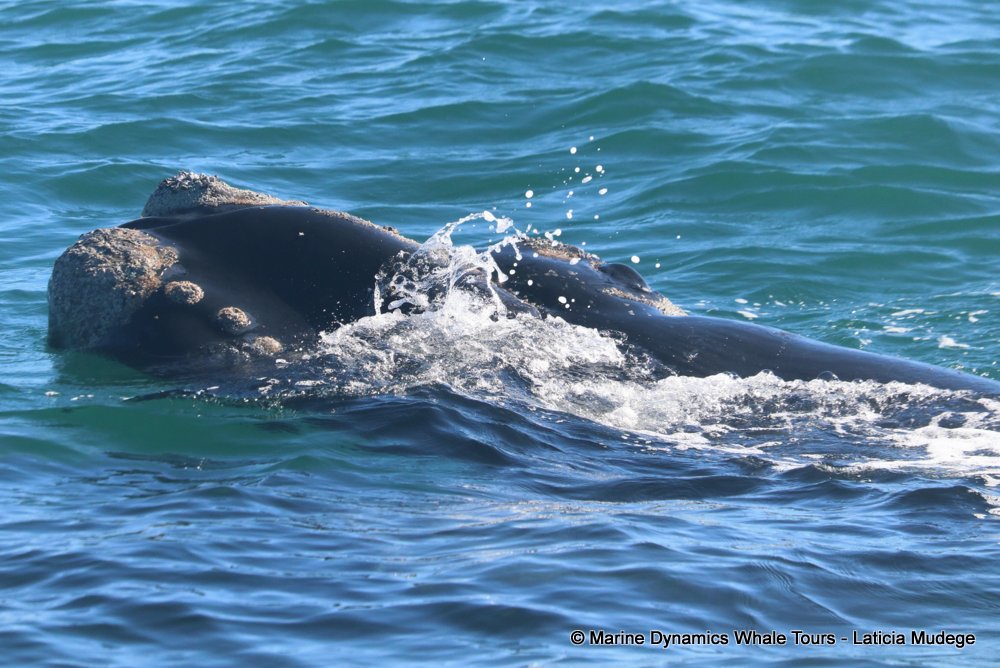 Southern right whale, whale watching, gansbaai, south africa,
