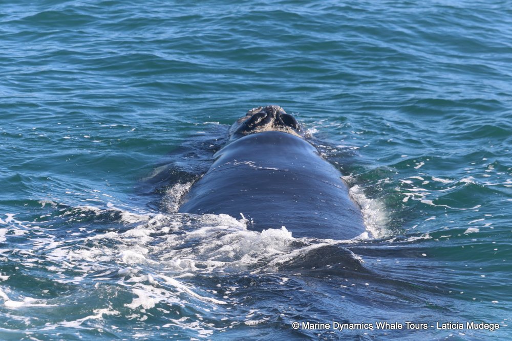 Southern right whale, whale watching, gansbaai, south africa,