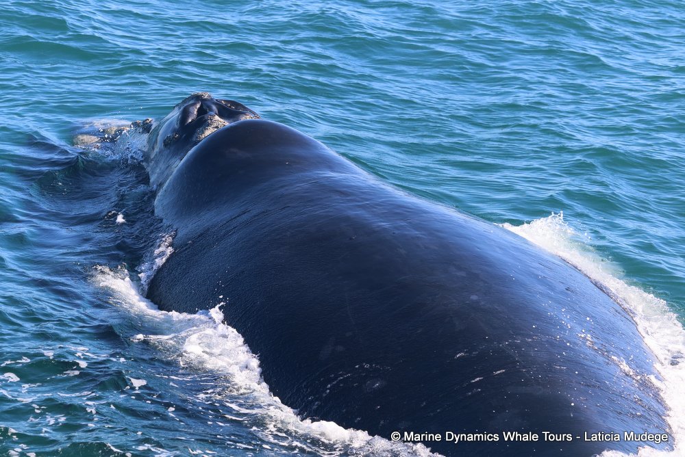Southern right whale, whale watching, gansbaai, south africa,