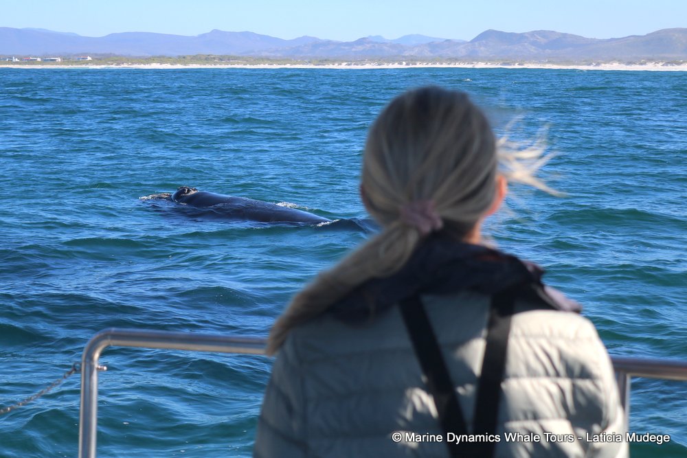 Southern right whale, whale watching, gansbaai, south africa,