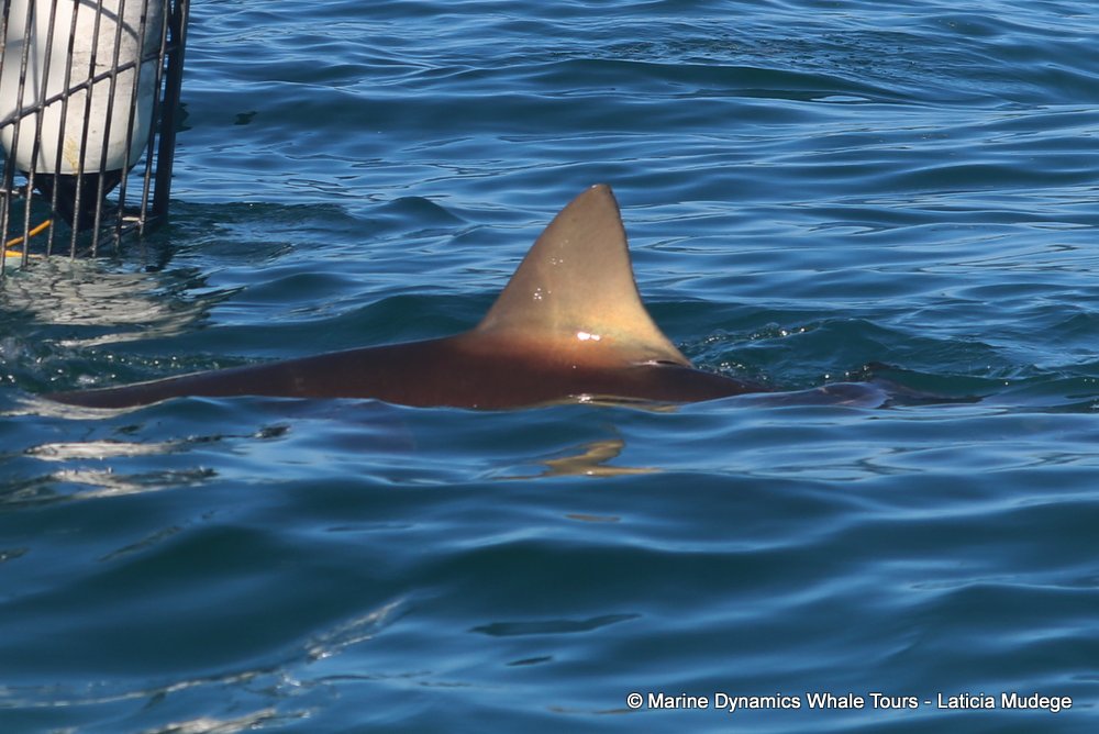 bronze whaler shark, whale watching, gansbaai, south africa,
