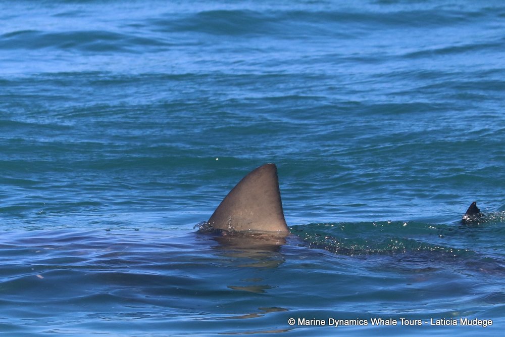 bronze whaler shark, whale watching, gansbaai, south africa,