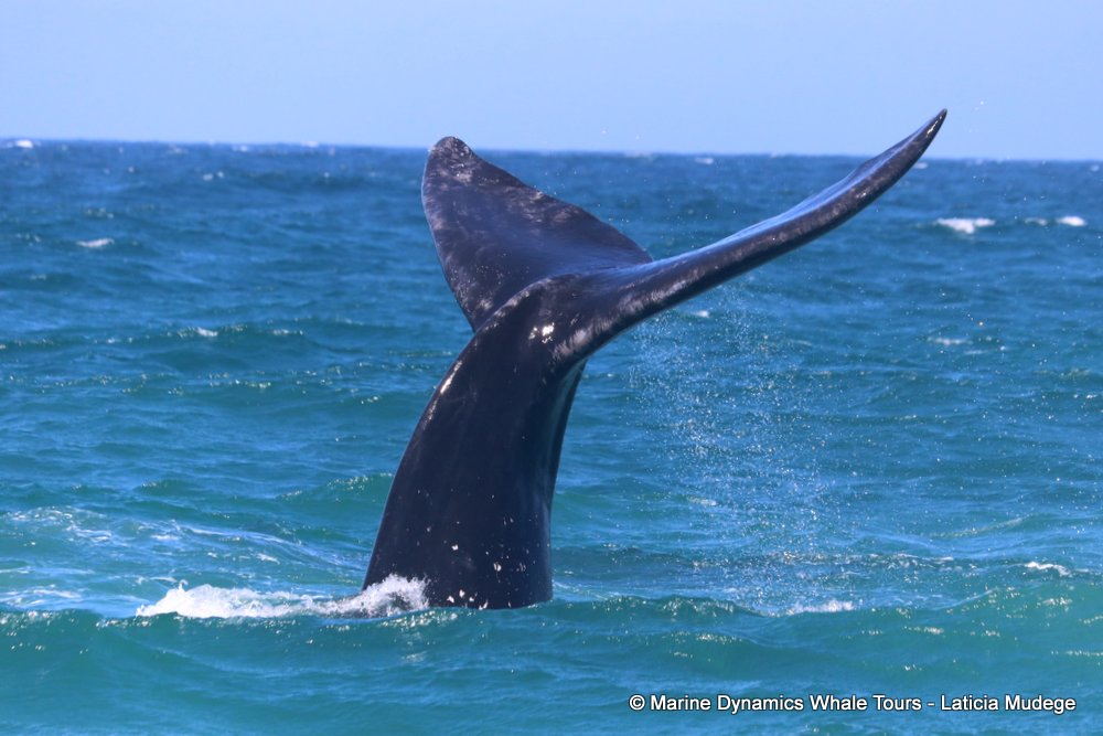Marine Big 5 Daily Blog 29 October